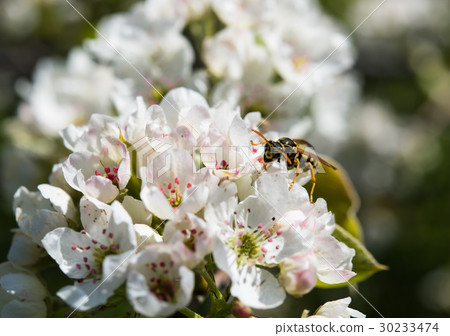 branch of a blossoming spring tree branch of a blossoming spring tree 30233474