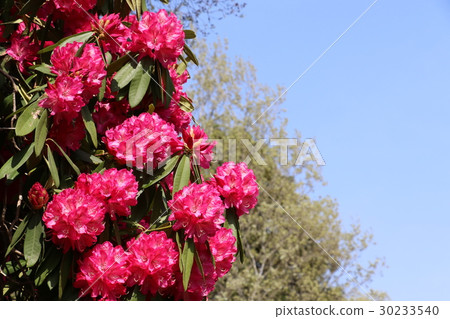 Roddendron Roddendron 30233540