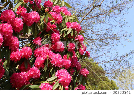 Roddendron Roddendron 30233541