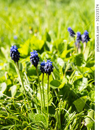 Blooming spring flowers of muscari Blooming spring flowers of muscari 30233574