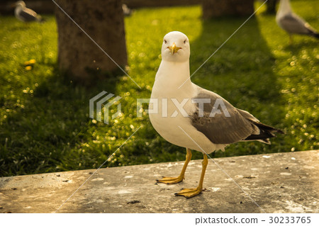big white seagull - glarus bird 30233765