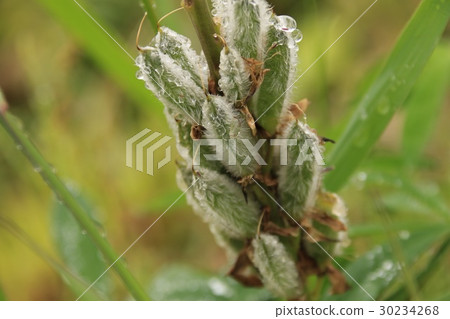 Lupine seeds Lupine seeds 30234268