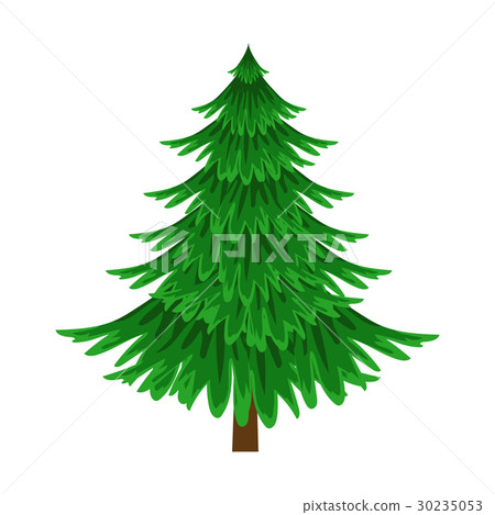 Spruce, evergreen tree, element of a landscape 30235053