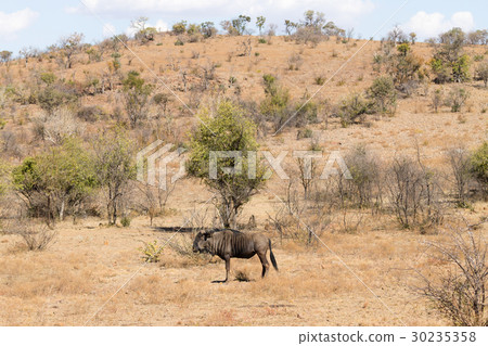 Wildebeest from Africa, Pilanesberg National Park Wildebeest from Africa, Pilanesberg National Park 30235358