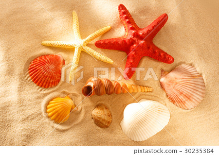 Collection of sea shells and stars Collection of sea shells and stars 30235384
