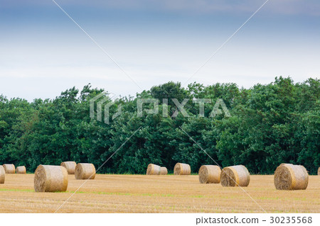 Italian countryside. Round bales on wheat field Italian countryside. Round bales on wheat field 30235568