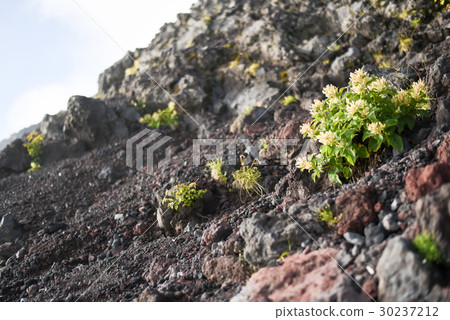 Fuji climbing image 30237212