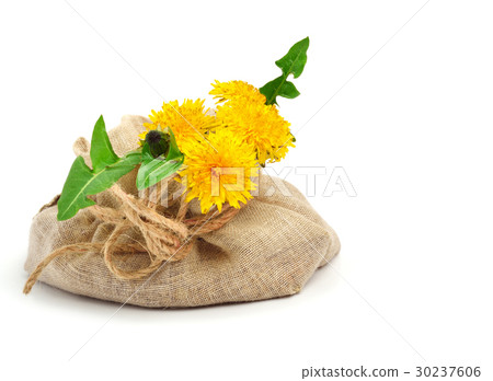 Dandelion flowers in sackcloth. 30237606