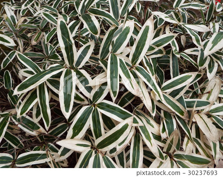 Kumadasa appears white in autumn Kumadasa appears white in autumn 30237693