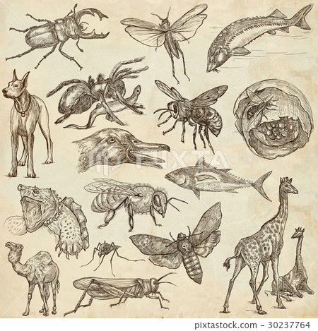 Animals around the World - An hand drawn pack. Animals around the World - An hand drawn pack. 30237764