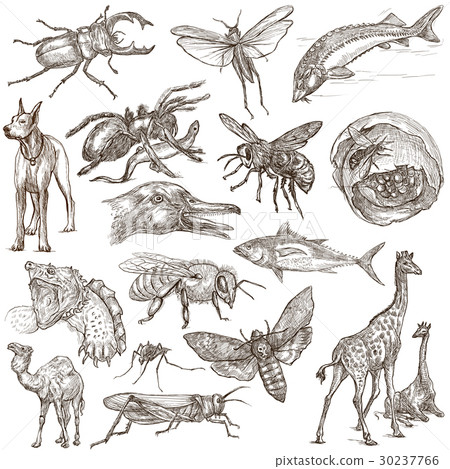 Animals around the World - An hand drawn pack. 30237766