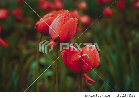 red tulip on green background red tulip on green background 30237835
