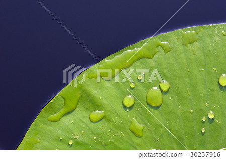 Sheet of water lilies. 30237916