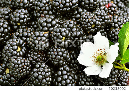 Blackberries background with a flower. 30238002