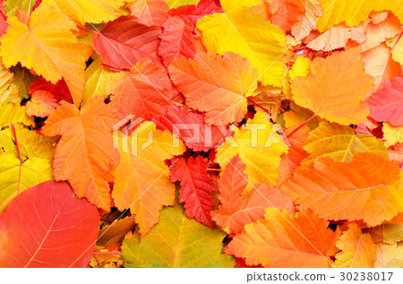 Autumn leaves background. Autumn leaves background. 30238017