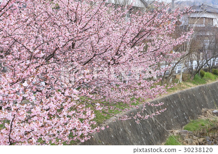 Kawazu cherry tree at Kamogawa park 30238120