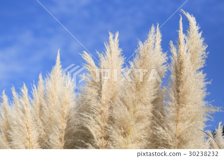 安城工業文化公園Denpak Shorarasegane Yoshi 30238232