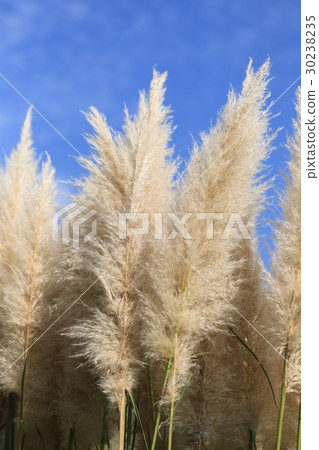 Anseong Industrial Culture Park Denpak Shorarasegane Yoshi Anseong Industrial Culture Park Denpak Shorarasegane Yoshi 30238235