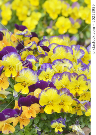 Violet planting Violet planting 30238989