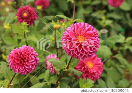 大麗花場 30239041