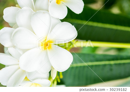 White plumeria on the plumeria tree. White plumeria on the plumeria tree. 30239182
