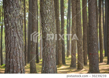 pine forest with trunk with bark pine forest with trunk with bark 30239239