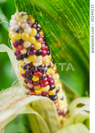 indian corn 30244215