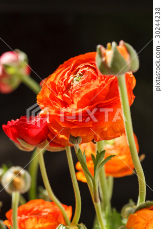Colorful persian buttercup flowers (ranunculus) 30244238