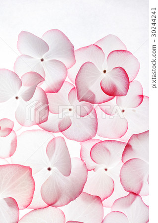 hydrangea flowers 30244241