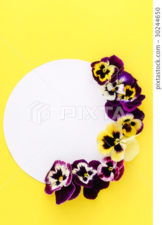 pansy flowers pansy flowers 30244650