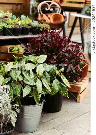 street flowers street flowers 30244654