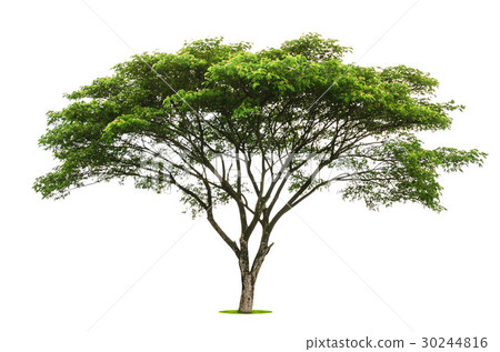 tree green leaf isolate on white background 30244816