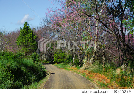 road across the forest 30245259