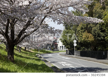 櫻桃樹和路 櫻桃樹和路 30245394