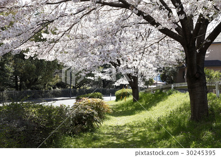 櫻桃樹和路 櫻桃樹和路 30245395