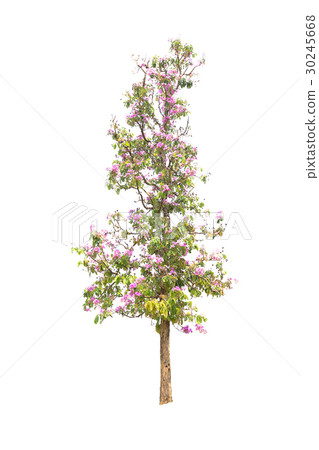 Trees isolated on white background 30245668