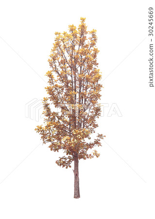 Trees isolated on white background Trees isolated on white background 30245669