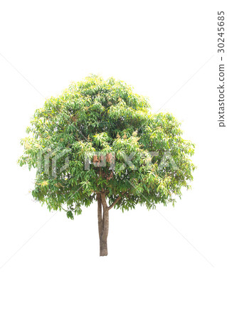 Trees isolated on white background Trees isolated on white background 30245685