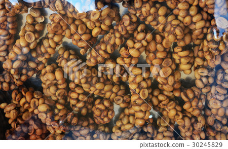 Kopi luwak or fresh civet coffee Kopi luwak or fresh civet coffee 30245829