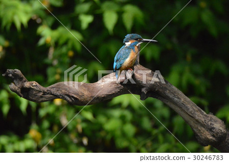 Mountain stream jewel "Kingfisher (male)" (Negawa Greenery Road / Tachikawa Park / Tachikawa City, Tokyo) 30246783