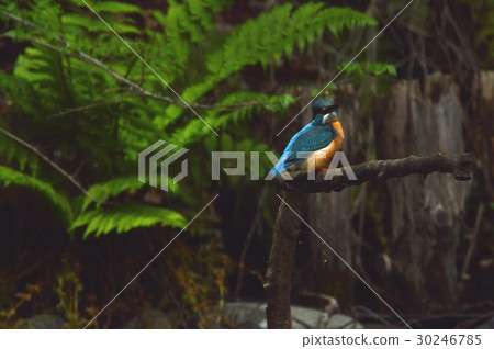 Mountain stream jewel "Kingfisher (male)" (Negawa Greenery Road / Tachikawa Park / Tachikawa City, Tokyo) 30246785