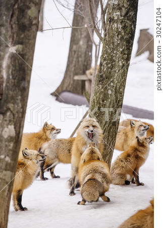 Miyagi Zao Fox Festival東北旅遊主題公園動物園 30247104