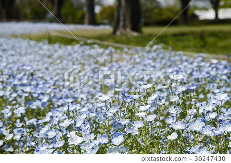 Nemophila 30247430
