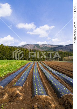 藍天和領域 藍天和領域 30247710