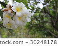 雞蛋花 30248178