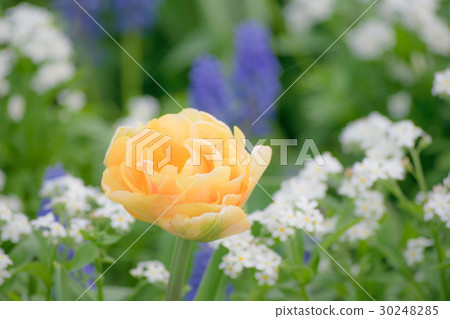 鬱金香（黃色雙花） 30248285