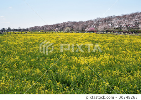 埼玉縣佐久市，櫻花和油菜花，Sakurate Gongendo Sakurazutsu 30249265