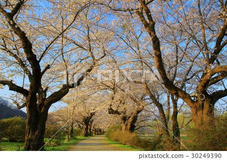 春季展覽獲獎櫻花 30249390