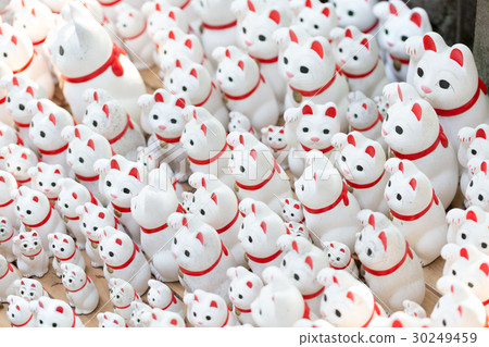 很多誘人的貓 30249459