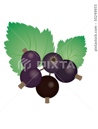 Cassis 30249955